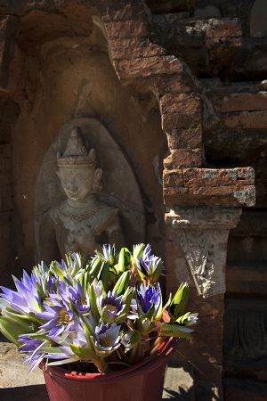  Lotus Flowers at Ti Lommlo Pagoda  Bagan  